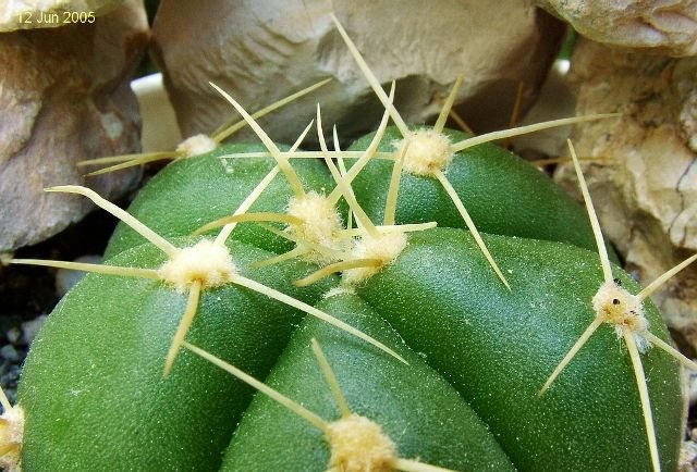 Gymnocalycium _buenekeri_ 02